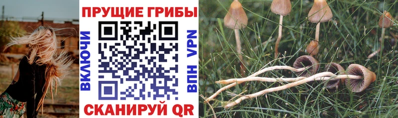 Купить закладки  Шарыпово  Псилоцибиновые грибы Cubensis 